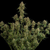 Royal Queen Seeds "Diesel AUTO" Feminised Cannabis Seeds
