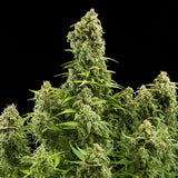 Royal Queen Seeds "Diesel AUTO" Feminised Cannabis Seeds