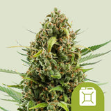 Royal Queen Seeds "Diesel AUTO" Feminised Cannabis Seeds