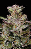 Humboldt Seed Co. "Donutz" Feminised Cannabis Seeds