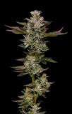 Humboldt Seed Co. "Donutz" Feminised Cannabis Seeds