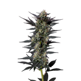 Growers Choice "Gello Z AUTO" Feminised Cannabis Seeds