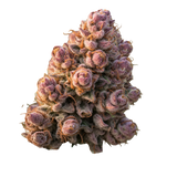Growers Choice "Gello Z AUTO" Feminised Cannabis Seeds