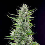 Royal Queen Seeds "Fat Banana" Feminised Cannabis Seeds