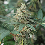 Royal Queen Seeds "Fat Banana" Feminised Cannabis Seeds