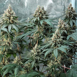Royal Queen Seeds "Fat Banana" Feminised Cannabis Seeds