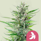 Royal Queen Seeds "Fat Banana" Feminised Cannabis Seeds