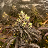 Black Tuna "Grapplez" Feminised Cannabis Seeds