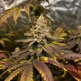 Black Tuna "Grapplez" Feminised Cannabis Seeds