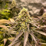 Black Tuna "Forbidden Applez" Feminised Cannabis Seeds