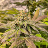 Black Tuna "Forbidden Applez" Feminised Cannabis Seeds