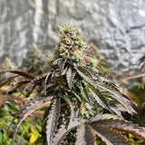 Black Tuna "Forbidden Applez" Feminised Cannabis Seeds