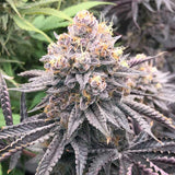 The Plug "Fritter Delight" feminised cannabis seeds