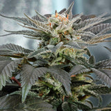 Royal Queen Seeds "Fruit Spirit" Feminised Cannabis Seeds