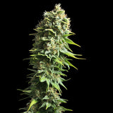 Royal Queen Seeds "Fruit Spirit" Feminised Cannabis Seeds