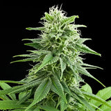 Royal Queen Seeds "Fruit Spirit" Feminised Cannabis Seeds