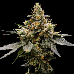 DNA Genetics "Gaz Money" Feminised Cannabis Seeds