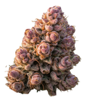 Growers Choice "Gello Z" Feminised Cannabis Seeds