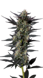 Growers Choice "Gello Z" Feminised Cannabis Seeds