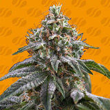 Original Sensible Seeds "Ghost Train Power" Feminised Cannabis Seeds