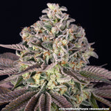 Barney's Farm "Granddaddy Purple" Feminised Cannabis Seeds