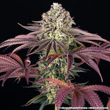 Barney's Farm "Granddaddy Purple" Feminised Cannabis Seeds
