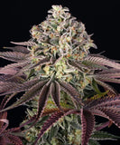 Barney's Farm "Granddaddy Purple" Feminised Cannabis Seeds