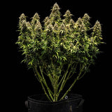 Royal Queen Seeds "Granddaddy Purple AUTO" Feminised Cannabis Seeds