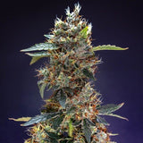Royal Queen Seeds "Granddaddy Purple AUTO" Feminised Cannabis Seeds