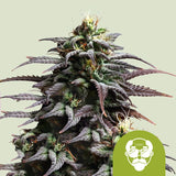 Royal Queen Seeds "Granddaddy Purple AUTO" Feminised Cannabis Seeds