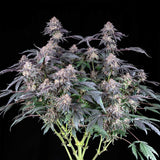 Black Tuna "Grape Venom" Feminised Cannabis Seeds