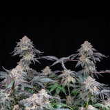 Black Tuna "Grape Venom" Feminised Cannabis Seeds