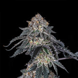 Black Tuna "Grape Venom" Feminised Cannabis Seeds