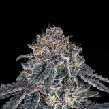 Black Tuna "Grape Venom" Feminised Cannabis Seeds