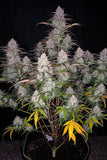 Fast Buds "Green Crack" AUTO Feminised Cannabis Seeds