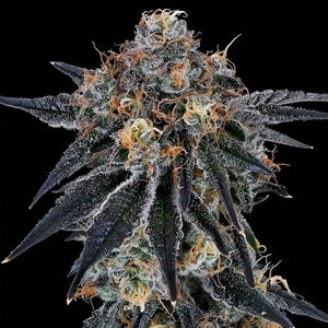 Grounded Genetics "Blue Fumez" Feminised Cannabis Seeds