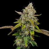 Royal Queen Seeds "Haze Berry" Feminised Cannabis Seeds