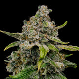 Royal Queen Seeds "Haze Berry" Feminised Cannabis Seeds