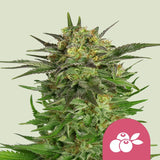 Royal Queen Seeds "Haze Berry" Feminised Cannabis Seeds
