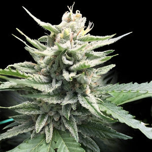 DNA Genetics "Honey Banana S1" Feminised Cannabis Seeds