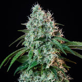 Royal Queen Seeds "HulkBerry" Feminised Cannabis Seeds