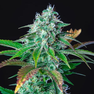 Royal Queen Seeds "HulkBerry" Feminised Cannabis Seeds