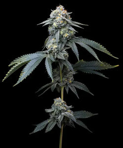 Barney's Farm "Jealousy" Feminised Cannabis Seeds