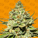 Original Sensible Seeds "Jungle Lava" Feminised Cannabis Seeds