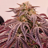 Original Sensible Seeds "Jungle Lava" Feminised Cannabis Seeds