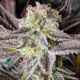 Original Sensible Seeds "Jungle Lava" Feminised Cannabis Seeds