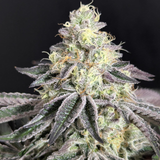 Original Sensible Seeds "Jungle Lava" Feminised Cannabis Seeds