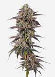 Growers Choice "Lemon Cherry Mochi" Feminised Cannabis Seeds