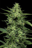 Humboldt Seed Co. "Limez" Feminised Cannabis Seeds
