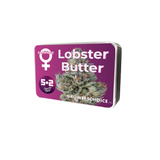 Growers Choice "Lobster Butter" Feminised Cannabis Seeds